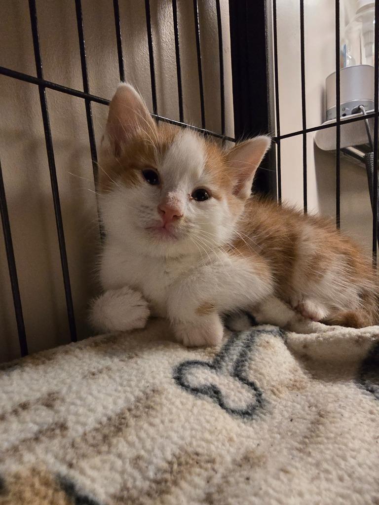 Enlarge Coral, a Adoptable mixed breed in Blountville, TN image 3/5