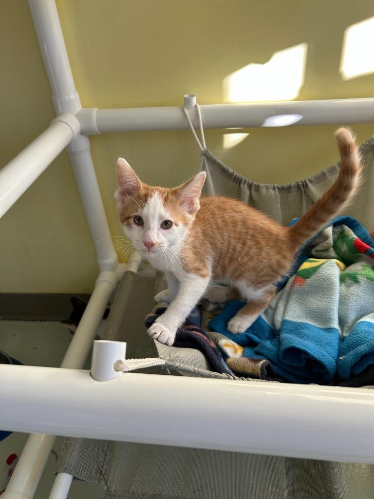 Enlarge Coral, a Adoptable mixed breed in Blountville, TN image 4/5