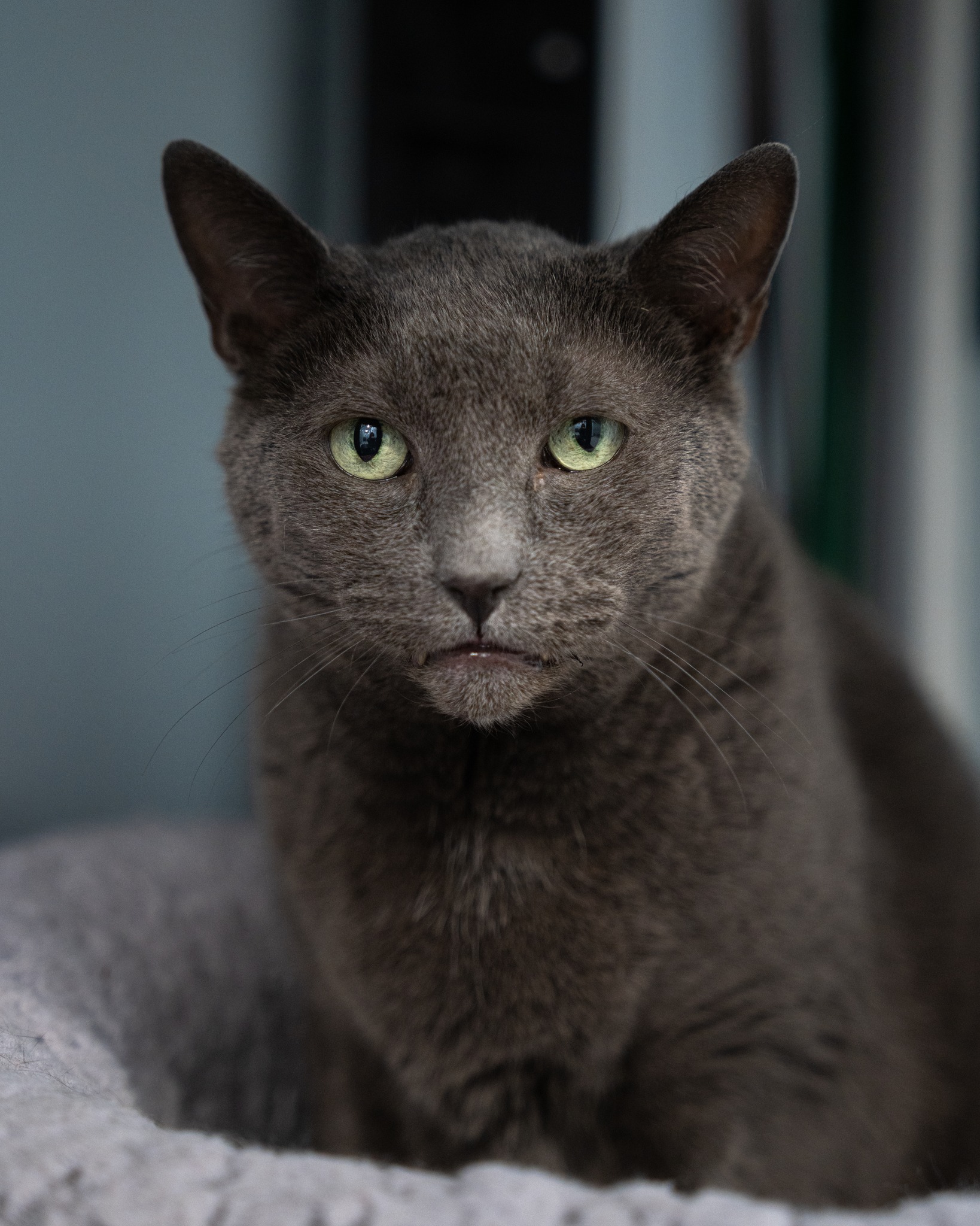 Enlarge Suede, a Adoptable Domestic Short Hair in North Haven, CT image 1/3