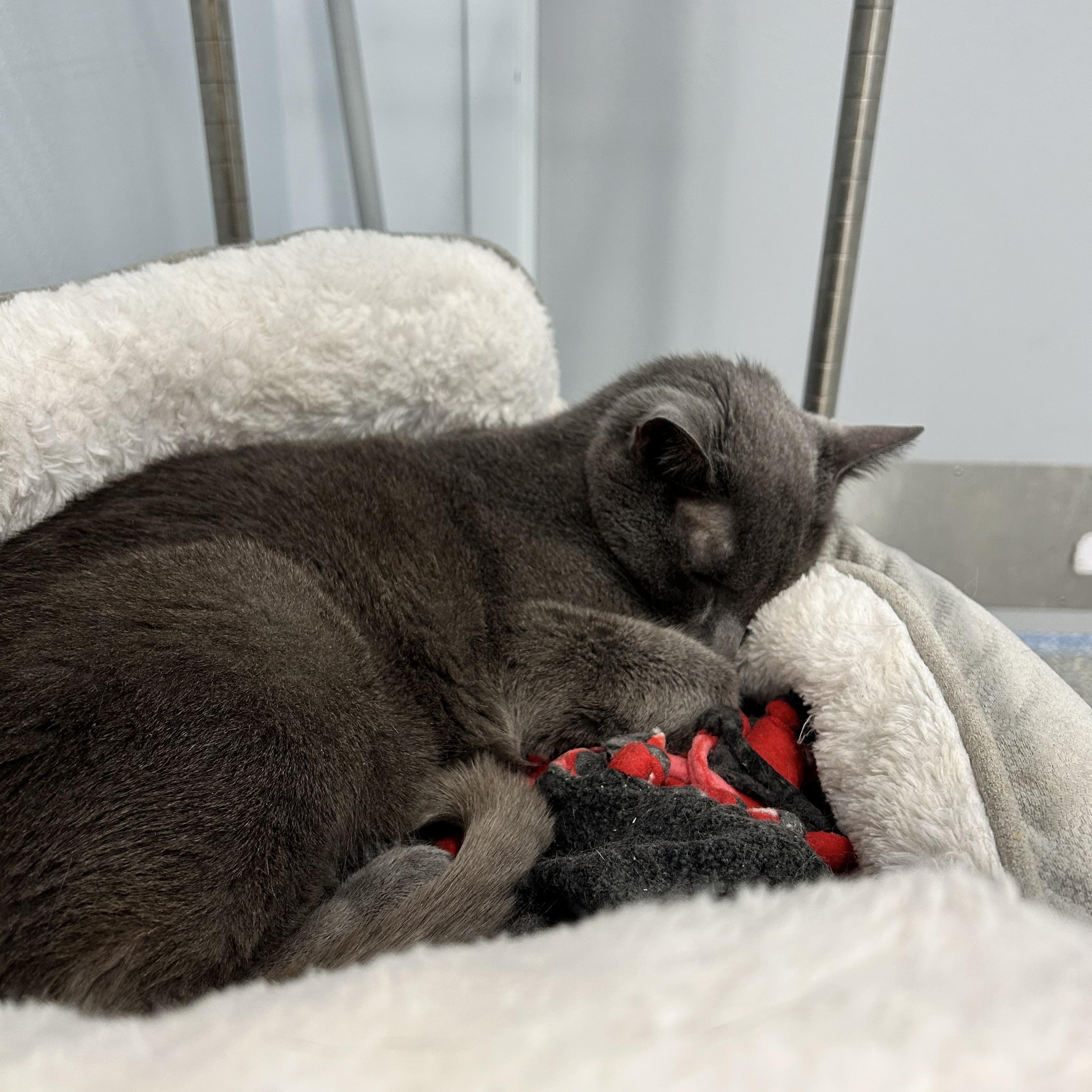 Suede, a Adoptable Domestic Short Hair in North Haven, CT image 2/4
