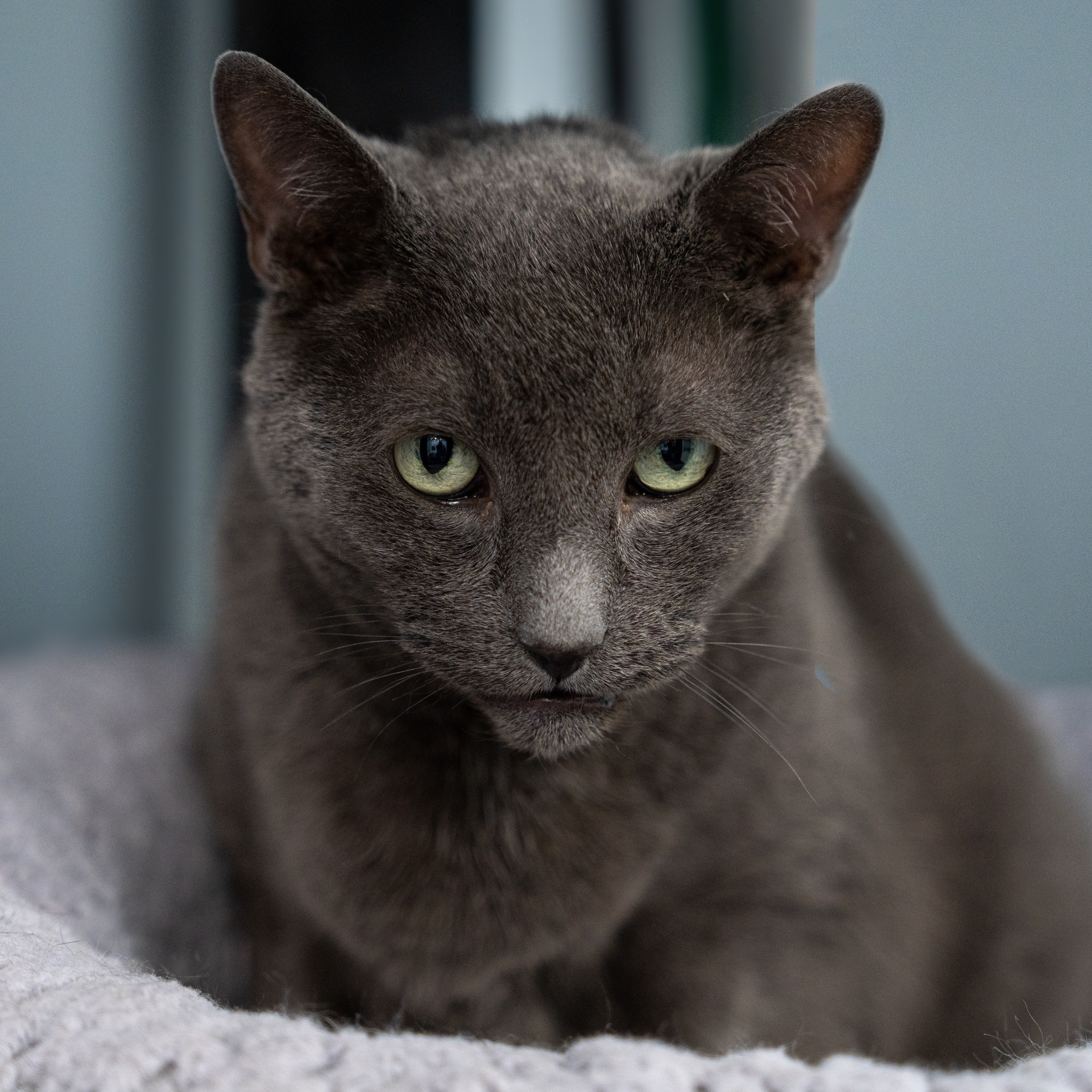 Enlarge Suede, a Adoptable Domestic Short Hair in North Haven, CT image 3/3