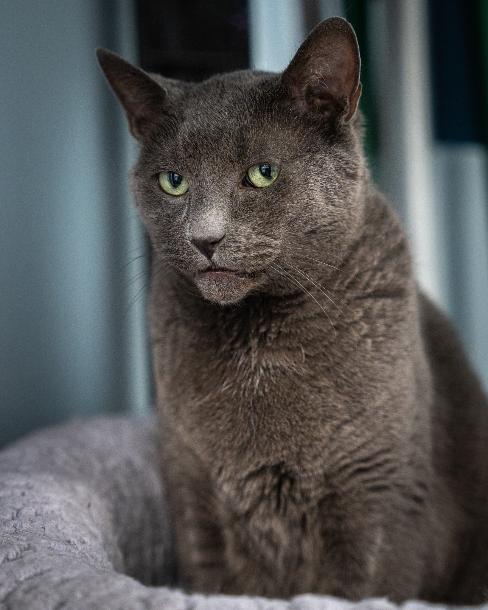 Enlarge Suede, a Adoptable Domestic Short Hair in North Haven, CT image 2/3