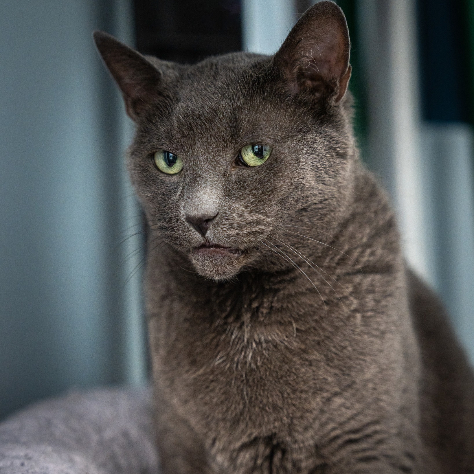 Suede, a Adoptable Domestic Short Hair in North Haven, CT image 3/4