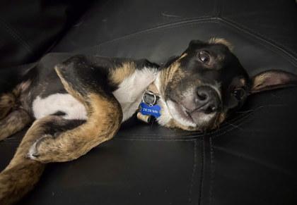Mario, Adoptable, Puppy Male Australian Cattle Dog / Blue Heeler & Border Collie.