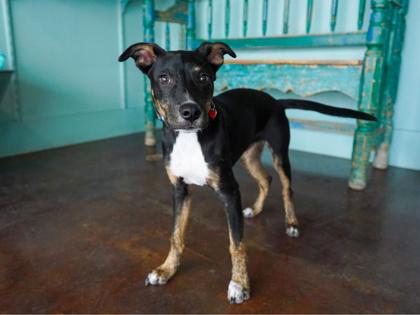 Enlarge Mario, a Adoptable mixed breed in San Antonio, TX image 1/3