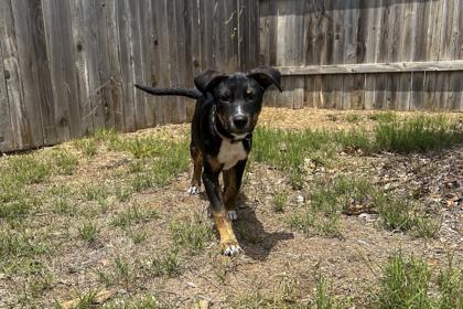 Mario, a Adoptable mixed breed in San Antonio, TX image 2/3