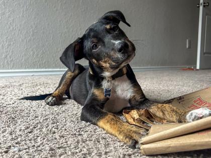 Enlarge Mario, a Adoptable mixed breed in San Antonio, TX image 2/3