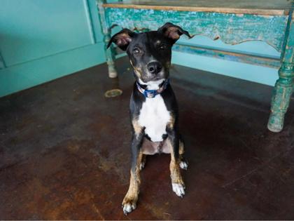 Enlarge Mario, a Adoptable mixed breed in San Antonio, TX image 3/3