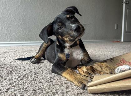 Mario, a Adoptable mixed breed in San Antonio, TX image 3/3