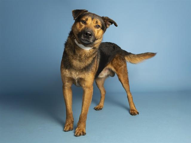 WALTER, Adoptable, Adult Male German Shepherd Dog & Mixed Breed.