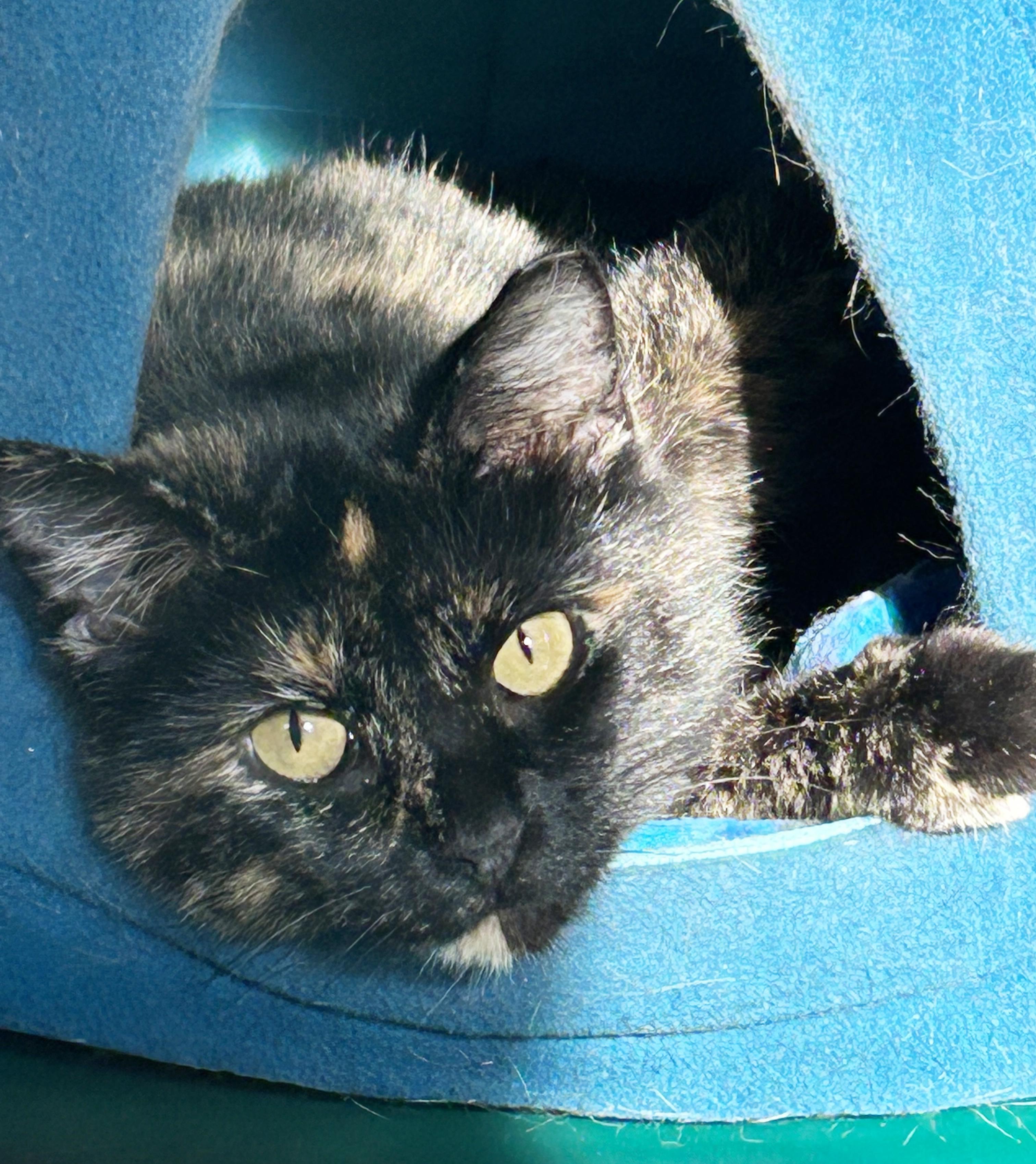 Bea, a Adoptable Tortoiseshell in Parkville, MO image 2/6