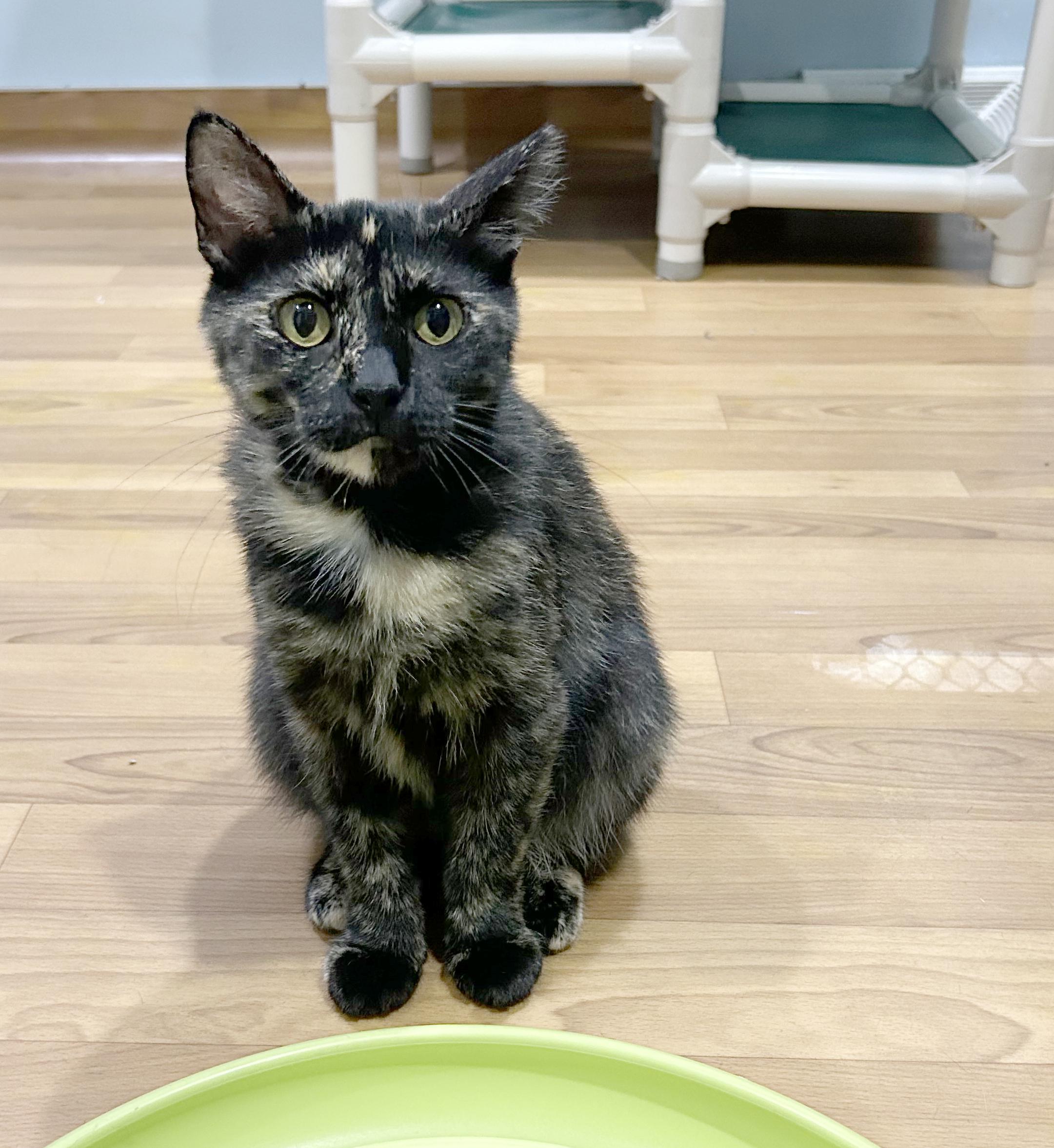 Bea, a Adoptable Tortoiseshell in Parkville, MO image 5/6