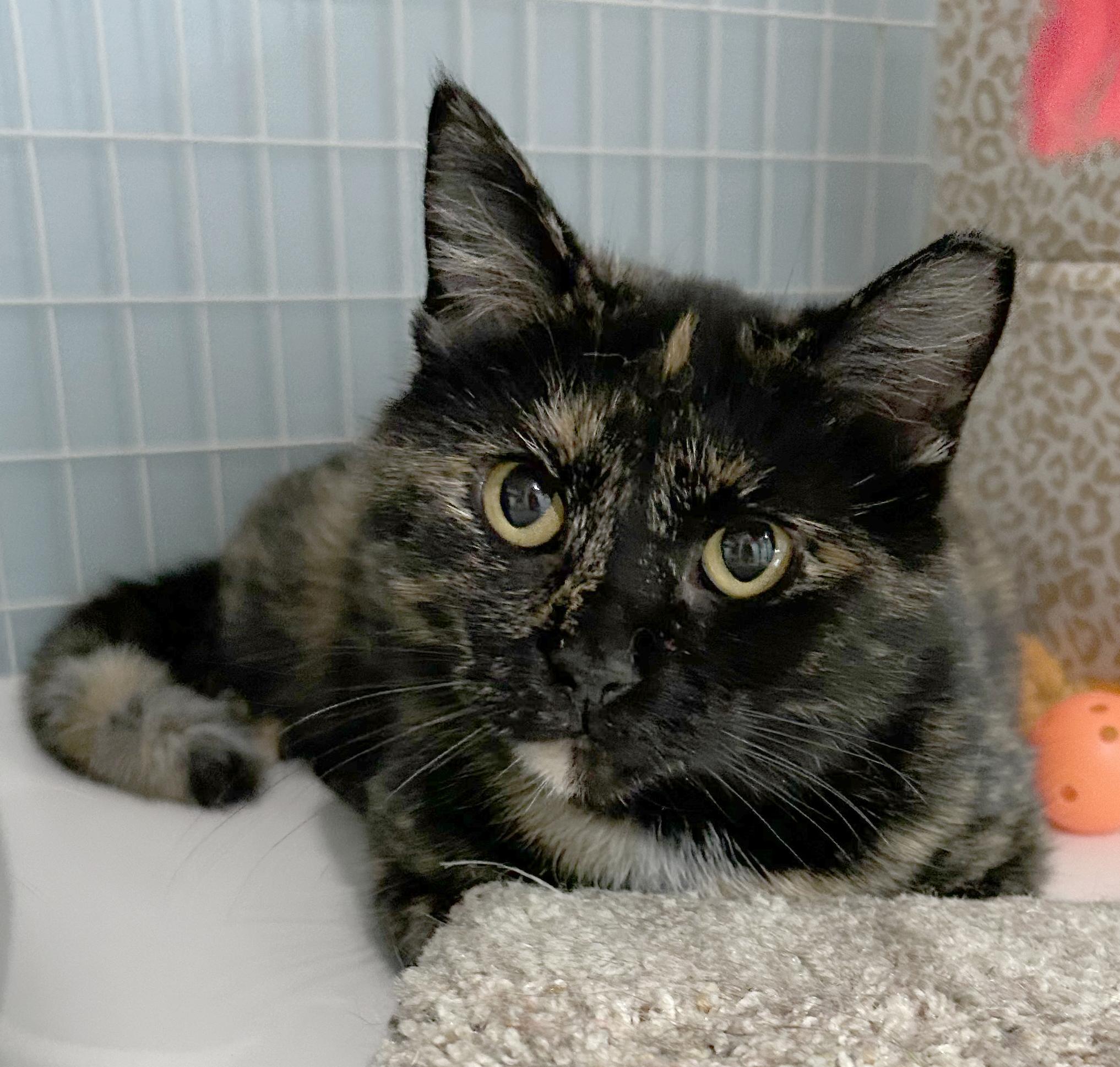 Bea, a Adoptable Tortoiseshell in Parkville, MO image 4/6