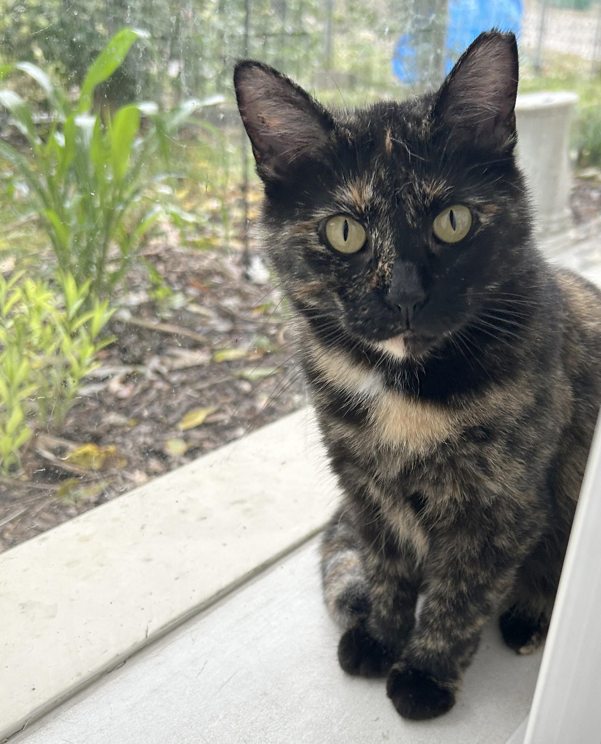 Enlarge Bea, a Adoptable Tortoiseshell in Parkville, MO image 6/6