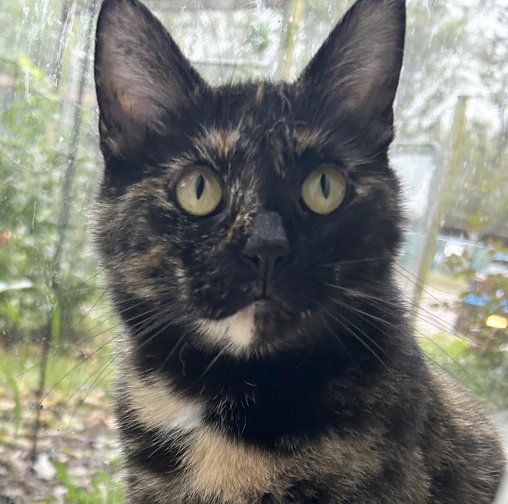 Bea, Adoptable, Adult Female Tortoiseshell.
