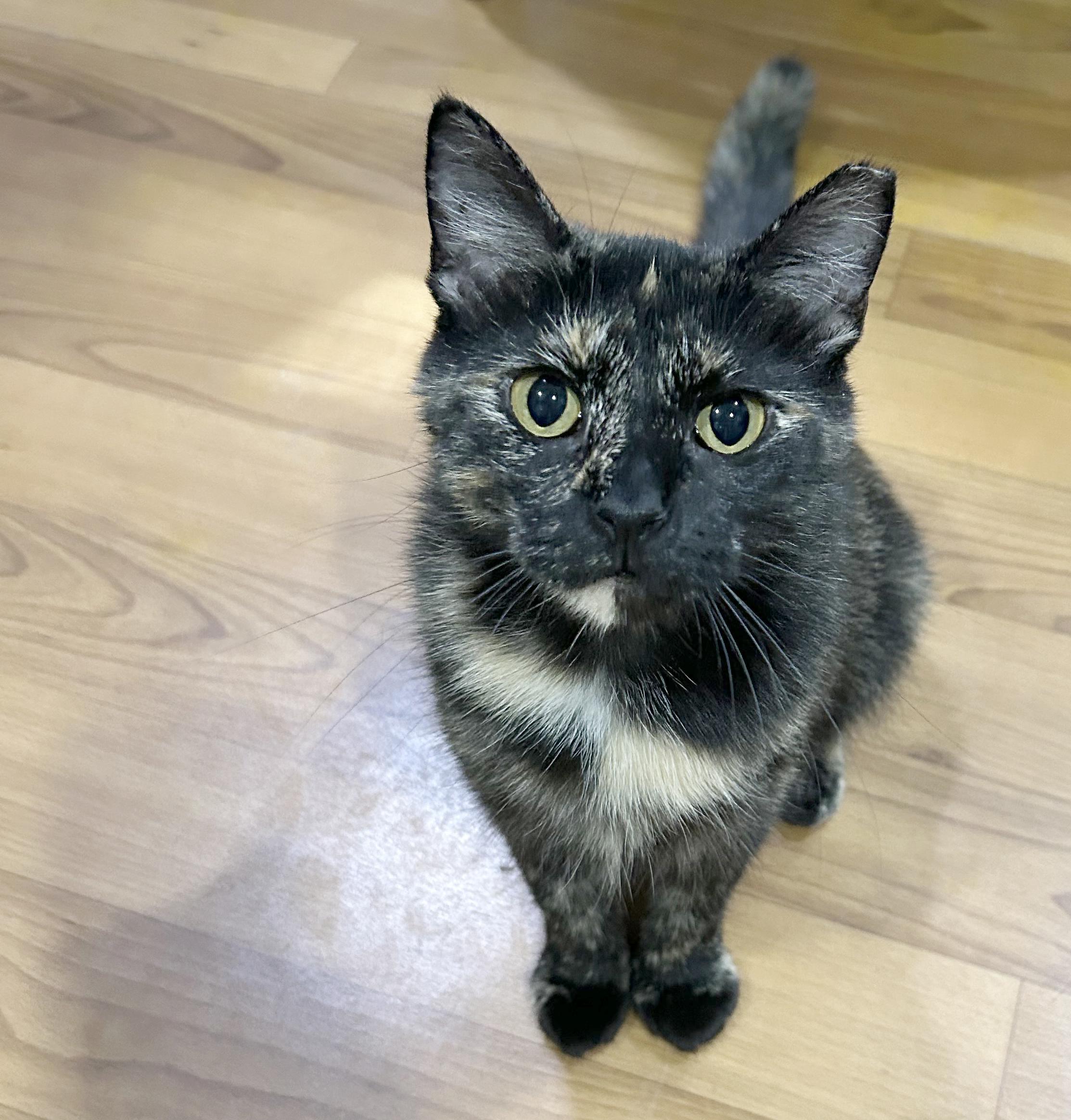 Bea, Adoptable, Adult Female Tortoiseshell.