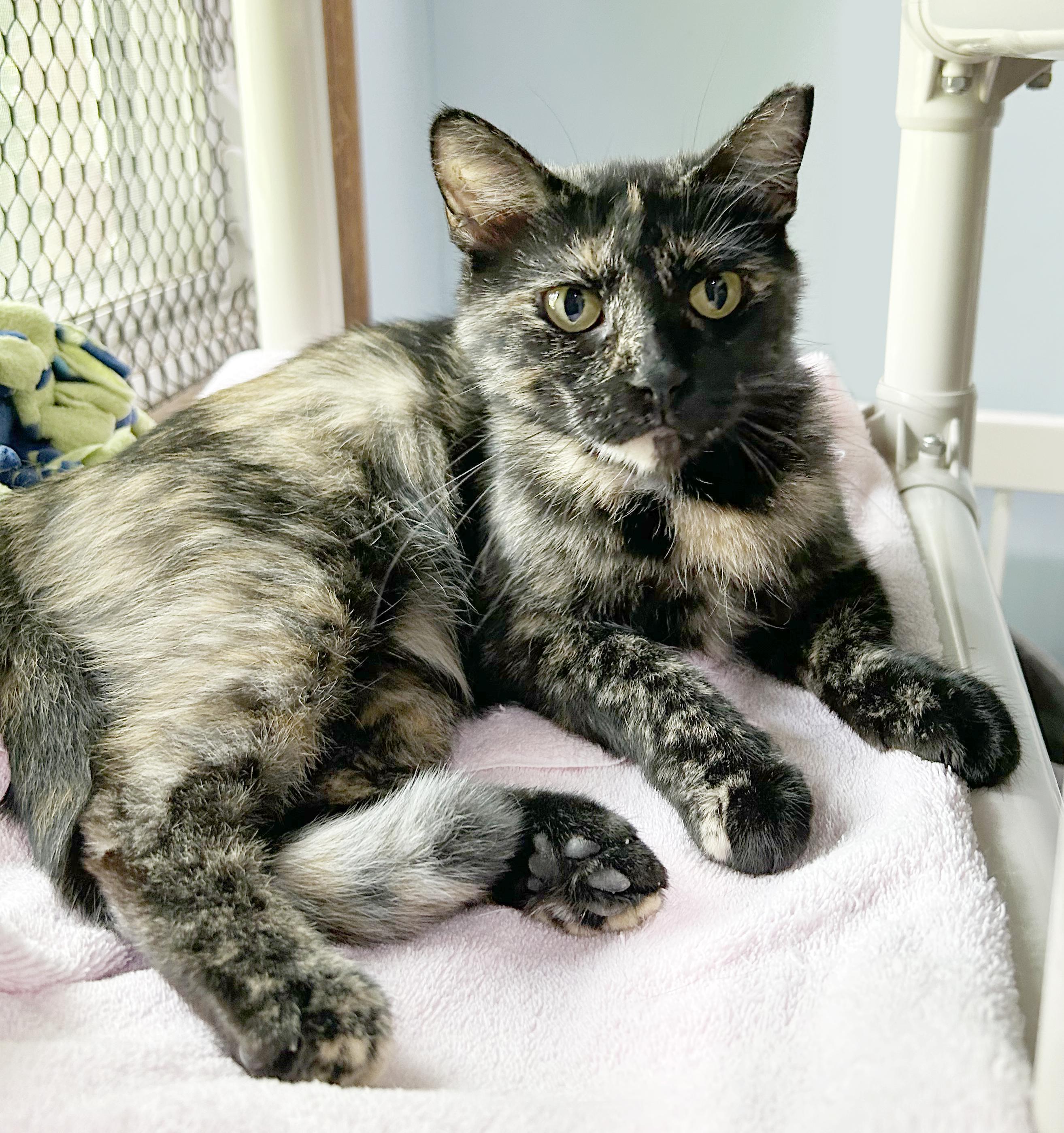 Enlarge Bea, a Adoptable Tortoiseshell in Parkville, MO image 2/6