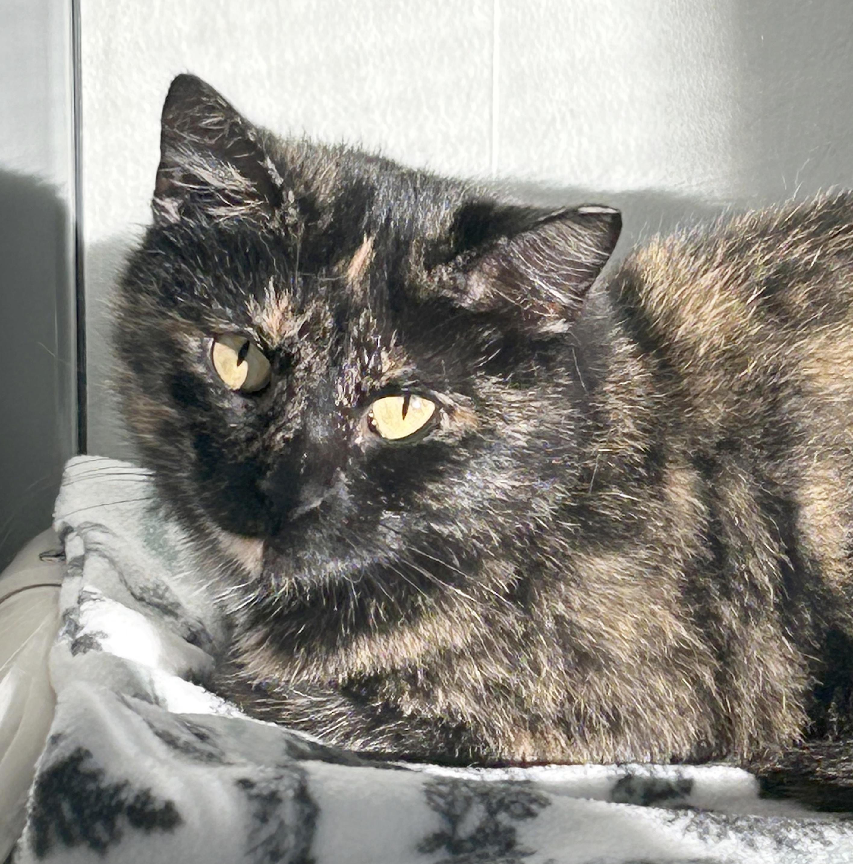 Bea, a Adoptable Tortoiseshell in Parkville, MO image 3/6