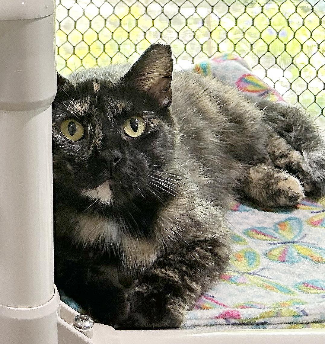 Bea, Adoptable, Adult Female Tortoiseshell.