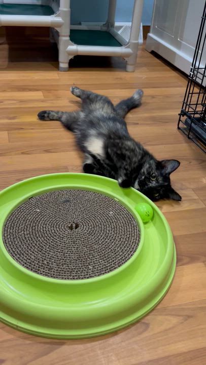 Enlarge Bea, a Adoptable Tortoiseshell in Parkville, MO video 6/6