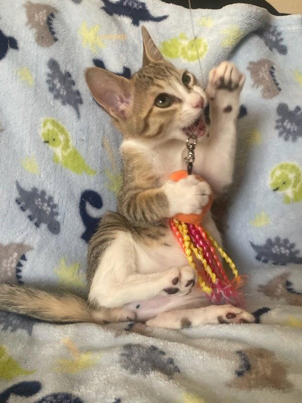 Enlarge Skyler, a Adopted Domestic Short Hair in Frisco, TX image 1/3