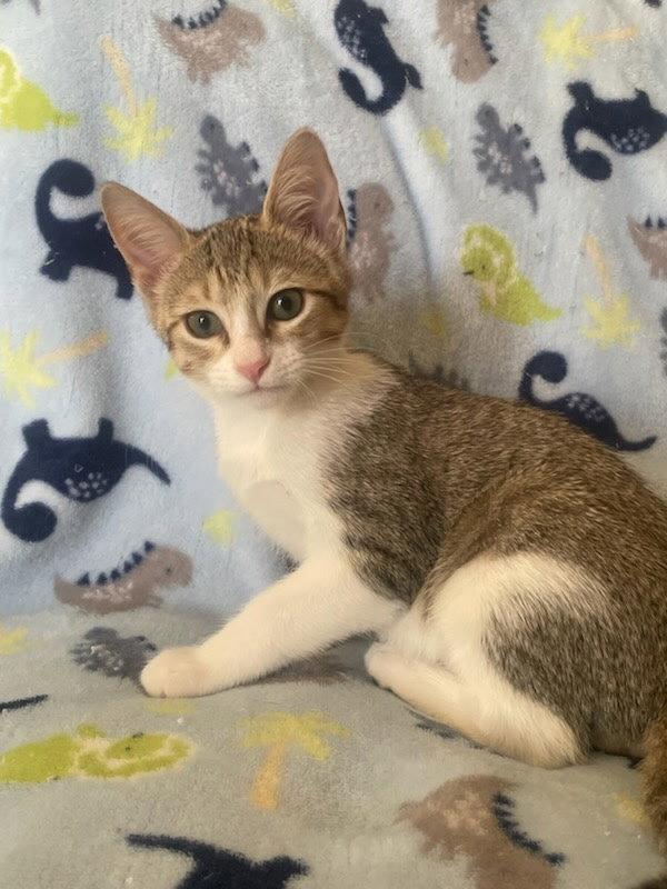 Enlarge Skyler, a Adopted Domestic Short Hair in Frisco, TX image 2/3