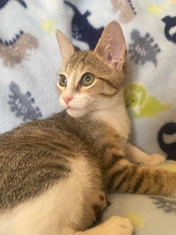 Enlarge Skyler, a Adopted Domestic Short Hair in Frisco, TX image 3/3