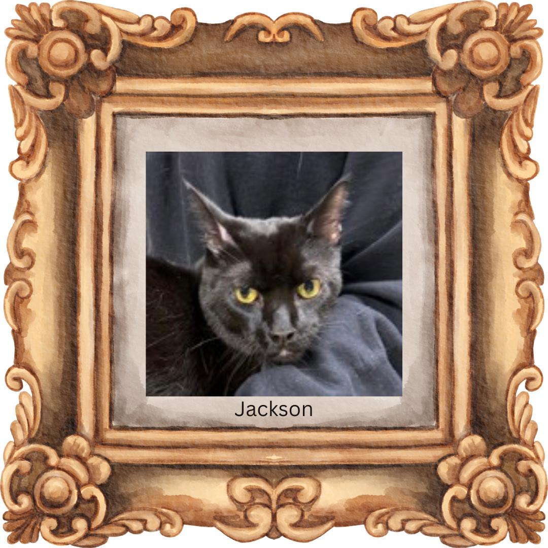 Jackson (w/Gemma), Adult Male unknown