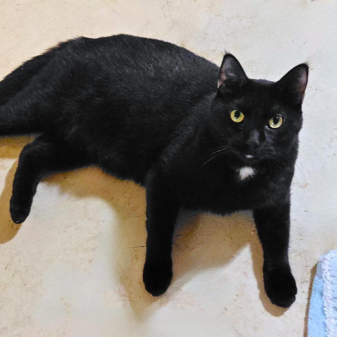 Enlarge Jackson (w/Gemma), a Adoptable Domestic Short Hair in Orange City, FL image 1/4