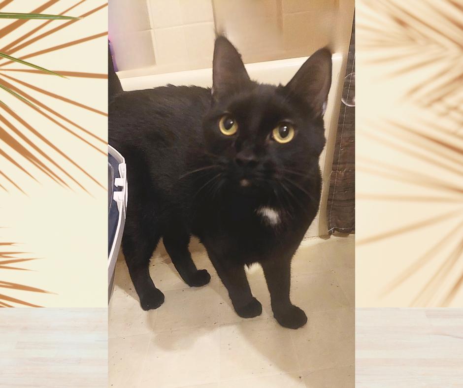 Enlarge Jackson (w/Gemma), a Adoptable Domestic Short Hair in Orange City, FL image 4/4