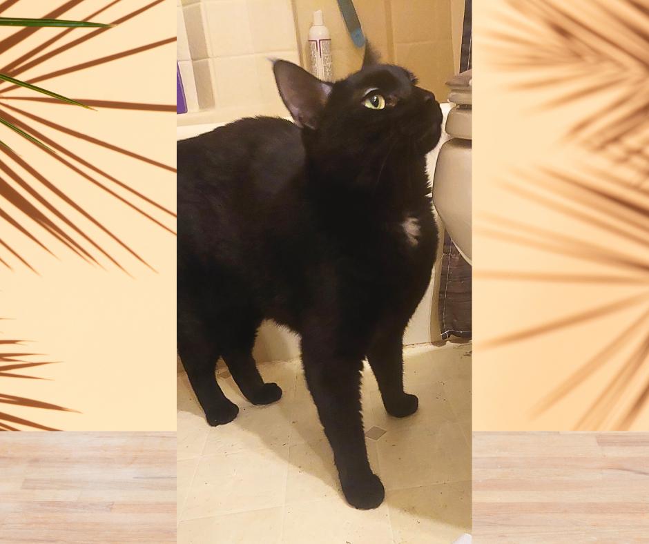 Enlarge Jackson (w/Gemma), a Adoptable Domestic Short Hair in Orange City, FL image 2/4