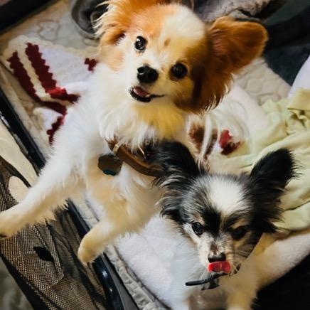 Enlarge Copper (and Cooper), an adopted Papillon in Boca Raton, FL image 5/6