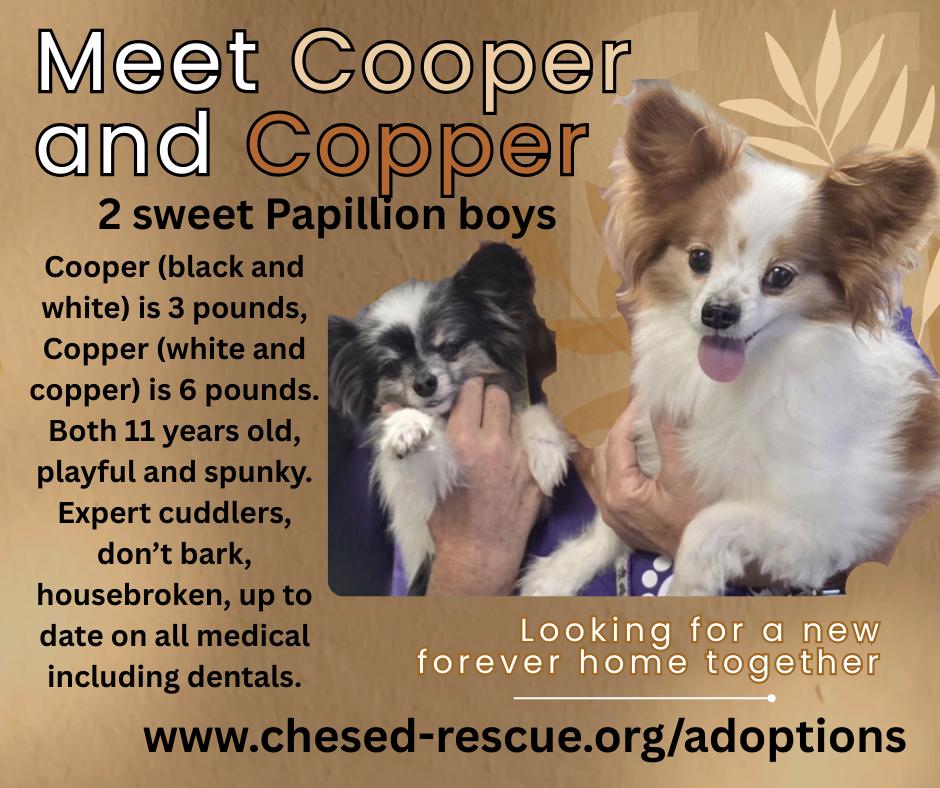 Copper (and Cooper), ADOPTABLE, Senior Male Papillon.