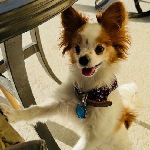 Enlarge Copper (and Cooper), an adopted Papillon in Boca Raton, FL image 3/6
