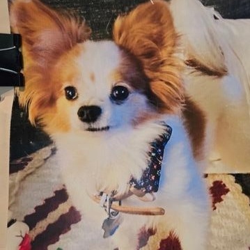 Copper (and Cooper), ADOPTABLE, Senior Male Papillon.