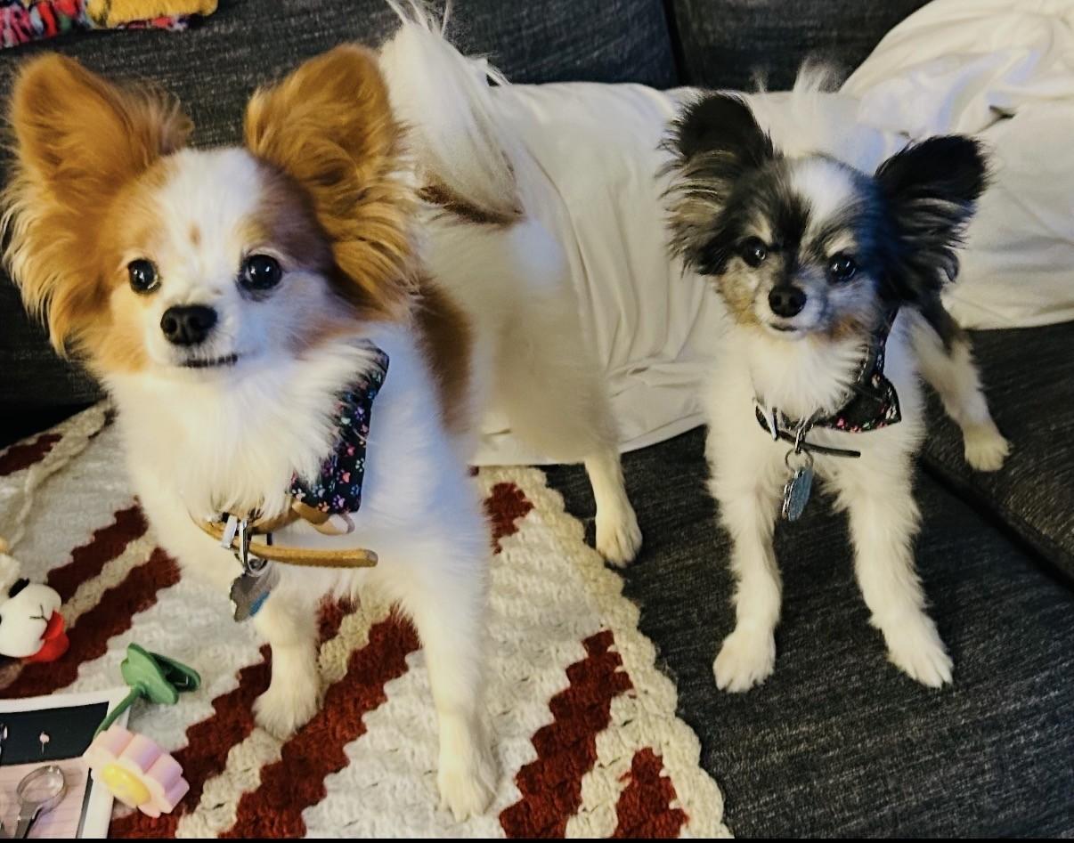 Enlarge Copper (and Cooper), an adopted Papillon in Boca Raton, FL image 2/6