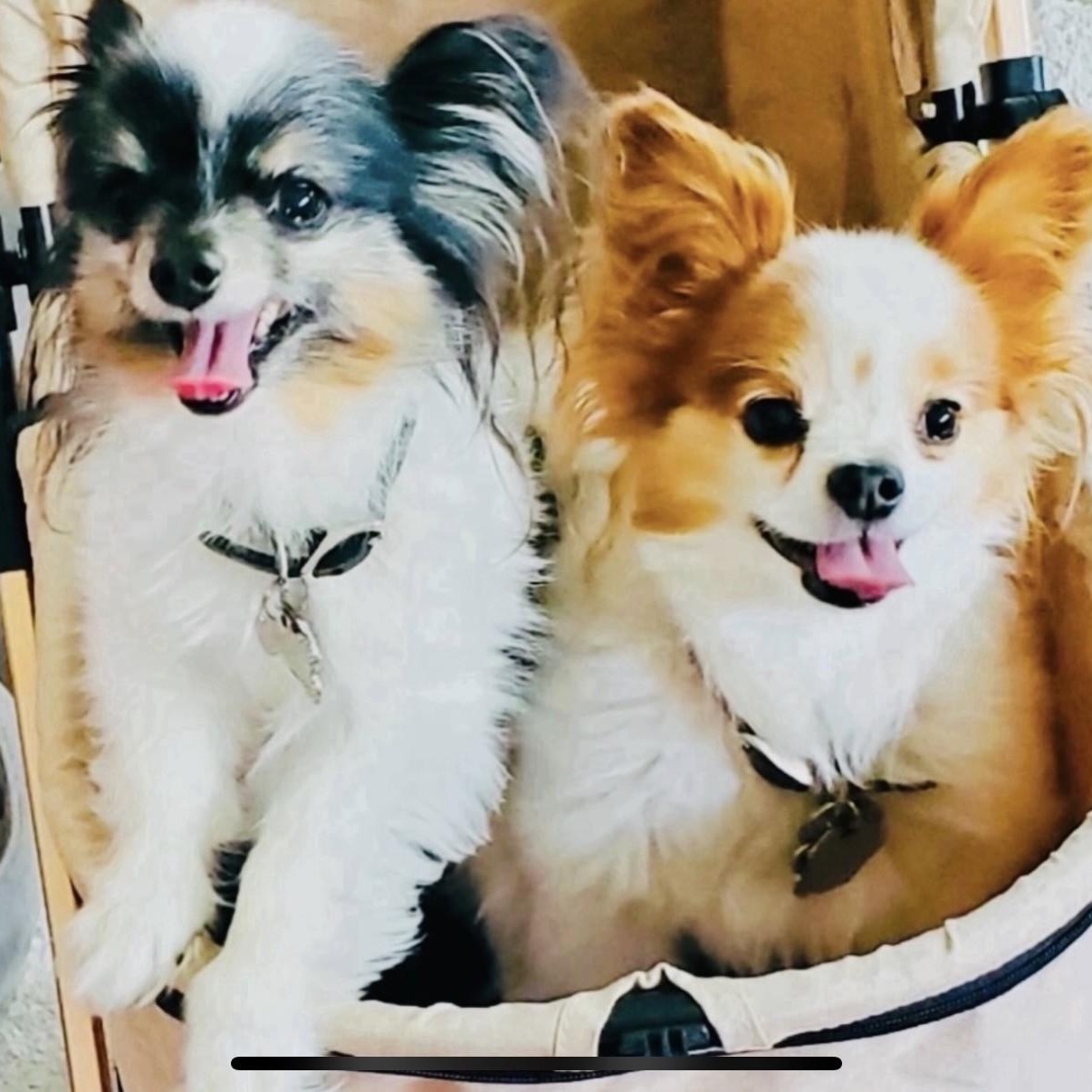 Enlarge Copper (and Cooper), an adopted Papillon in Boca Raton, FL image 4/6