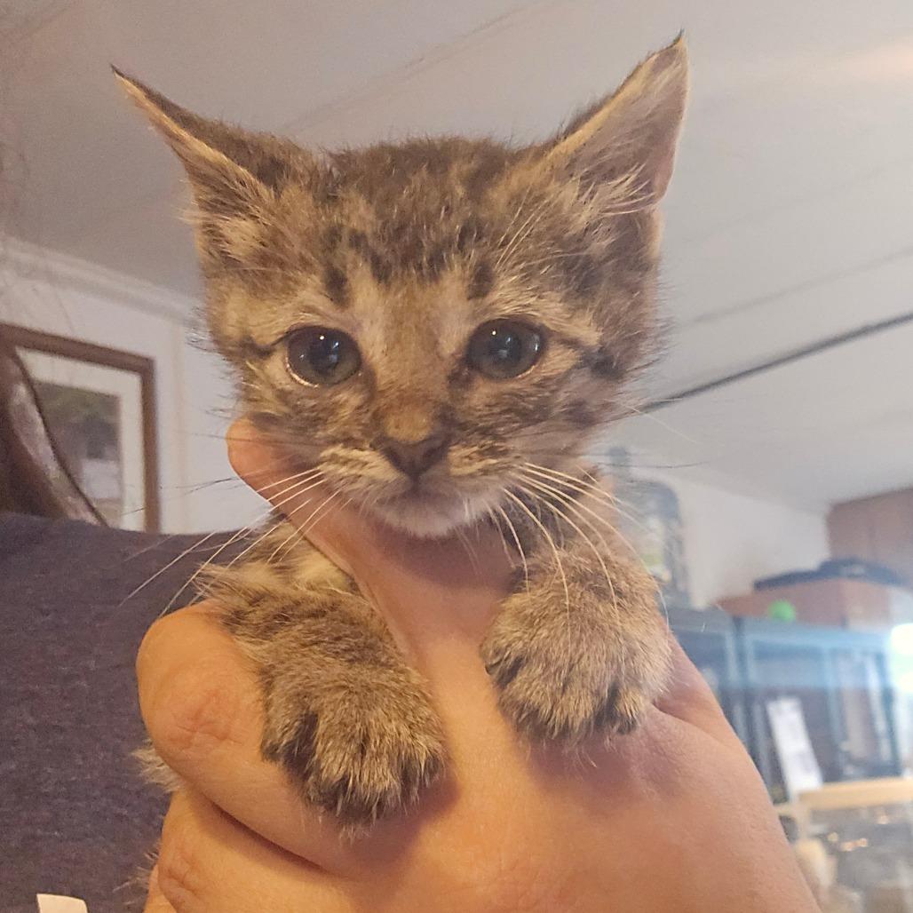 Enlarge Phyllis, a Adoptable Domestic Short Hair in Hanna City, IL image 1/4