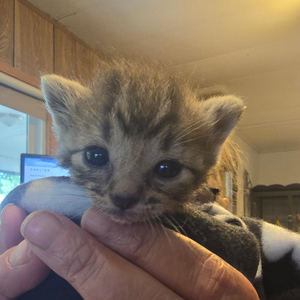 Enlarge Phyllis, a Adoptable Domestic Short Hair in Hanna City, IL image 2/4