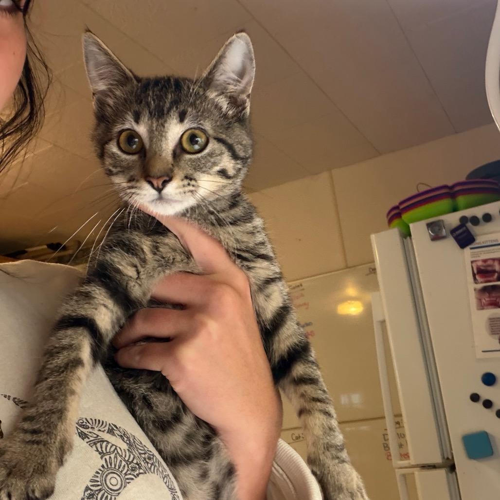 Enlarge Phyllis, a Adoptable Domestic Short Hair in Hanna City, IL image 4/4