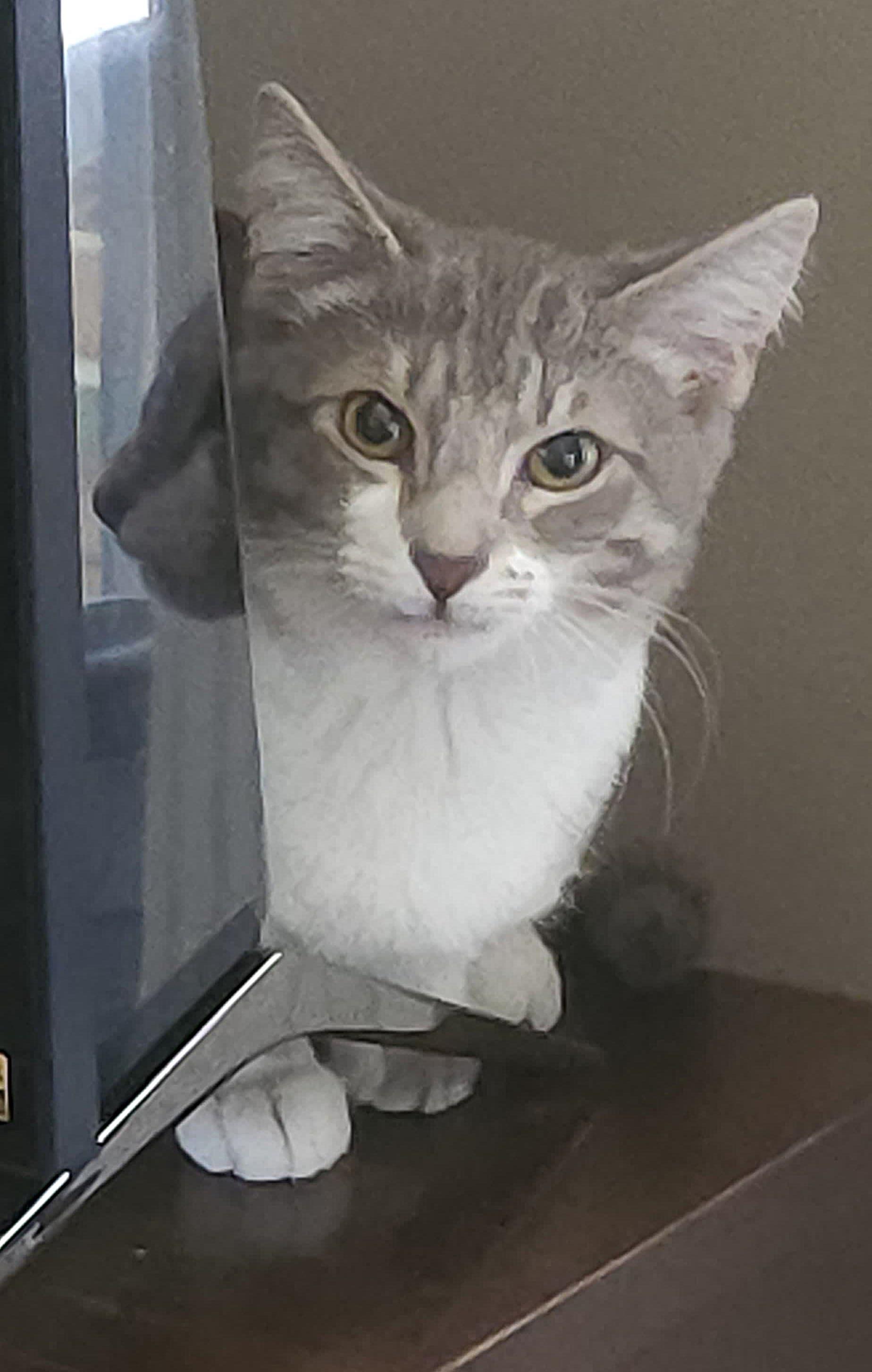 Enlarge Misty, a ADOPTABLE Tabby in Richmond, VA image 2/6