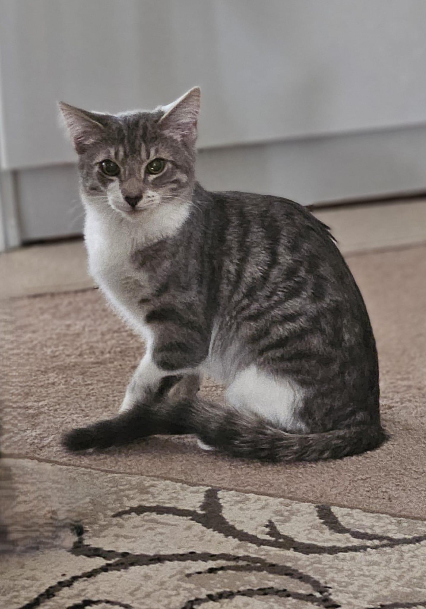 Enlarge Misty, a ADOPTABLE Tabby in Richmond, VA image 3/6