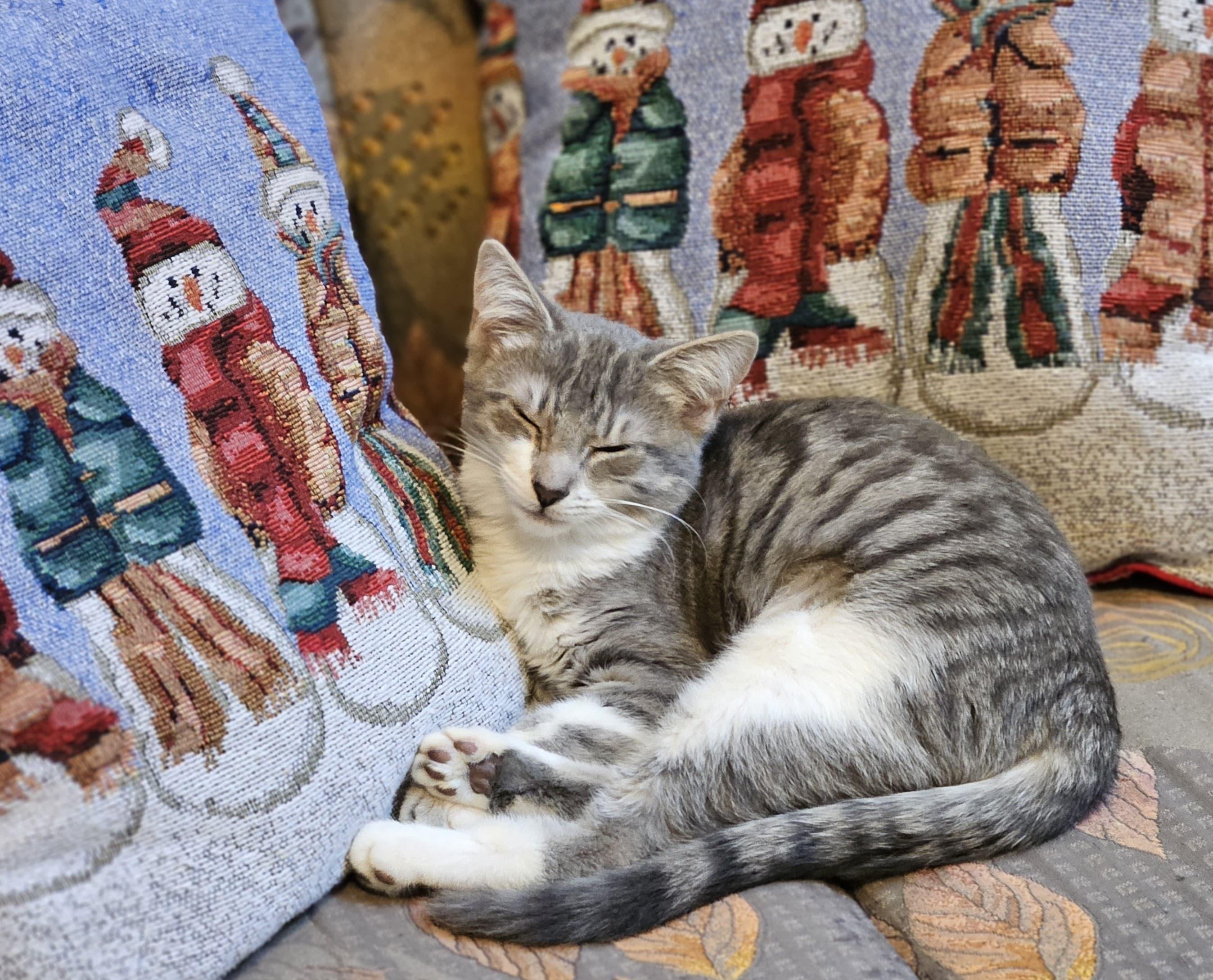 Enlarge Misty, a ADOPTABLE Tabby in Richmond, VA image 4/6