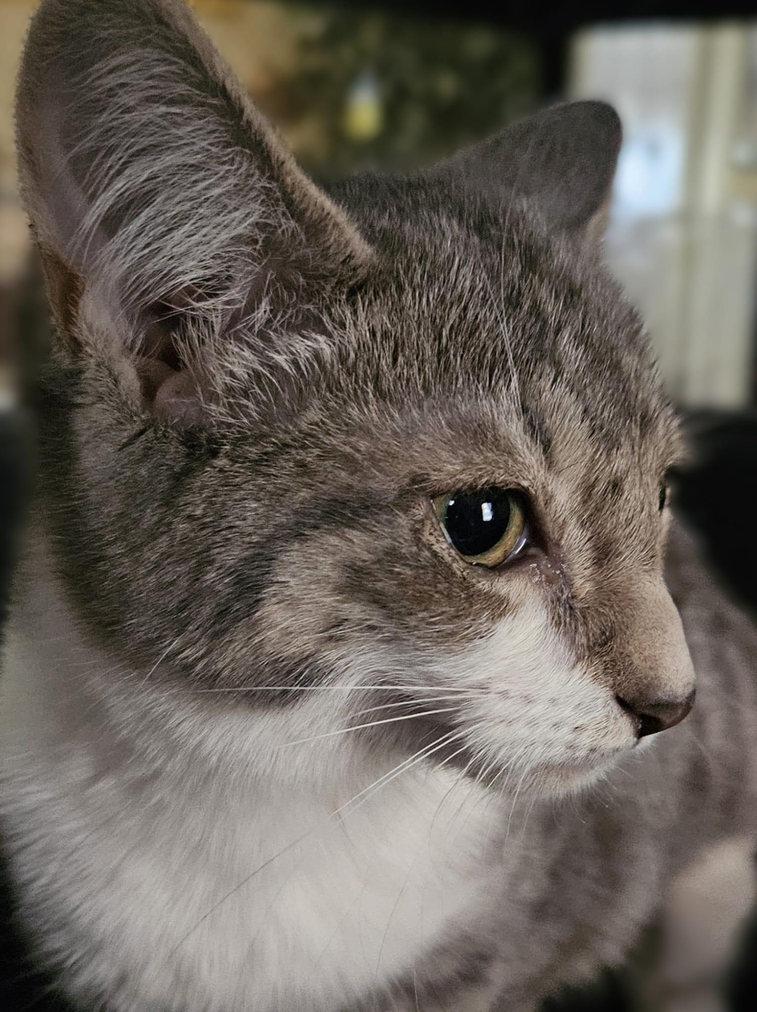 Enlarge Misty, a ADOPTABLE Tabby in Richmond, VA image 5/6