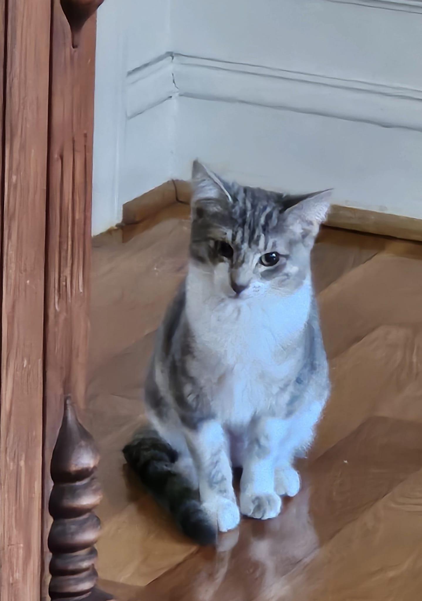 Enlarge Misty, a ADOPTABLE Tabby in Richmond, VA image 1/6