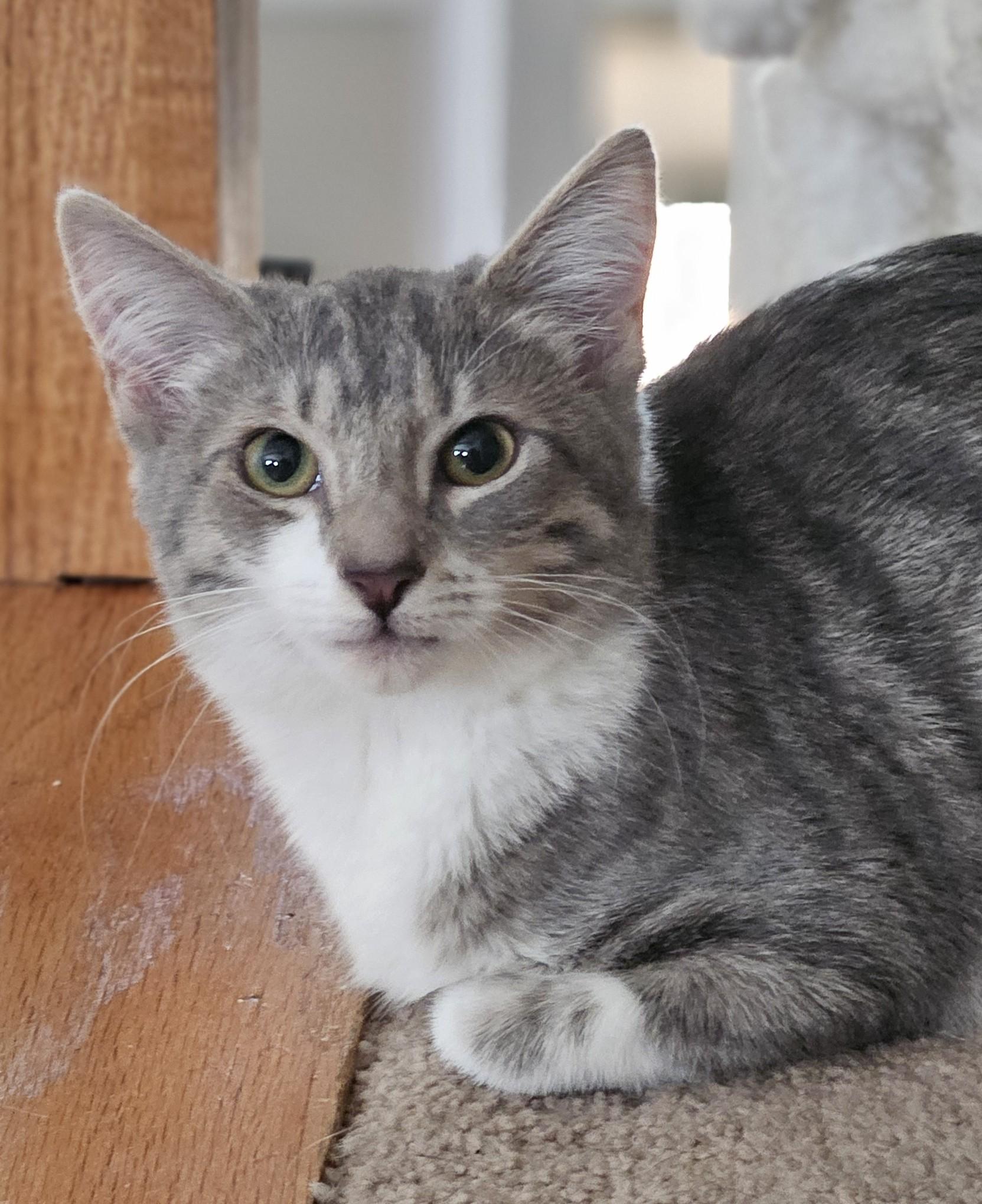 Enlarge Misty, a ADOPTABLE Tabby in Richmond, VA image 6/6
