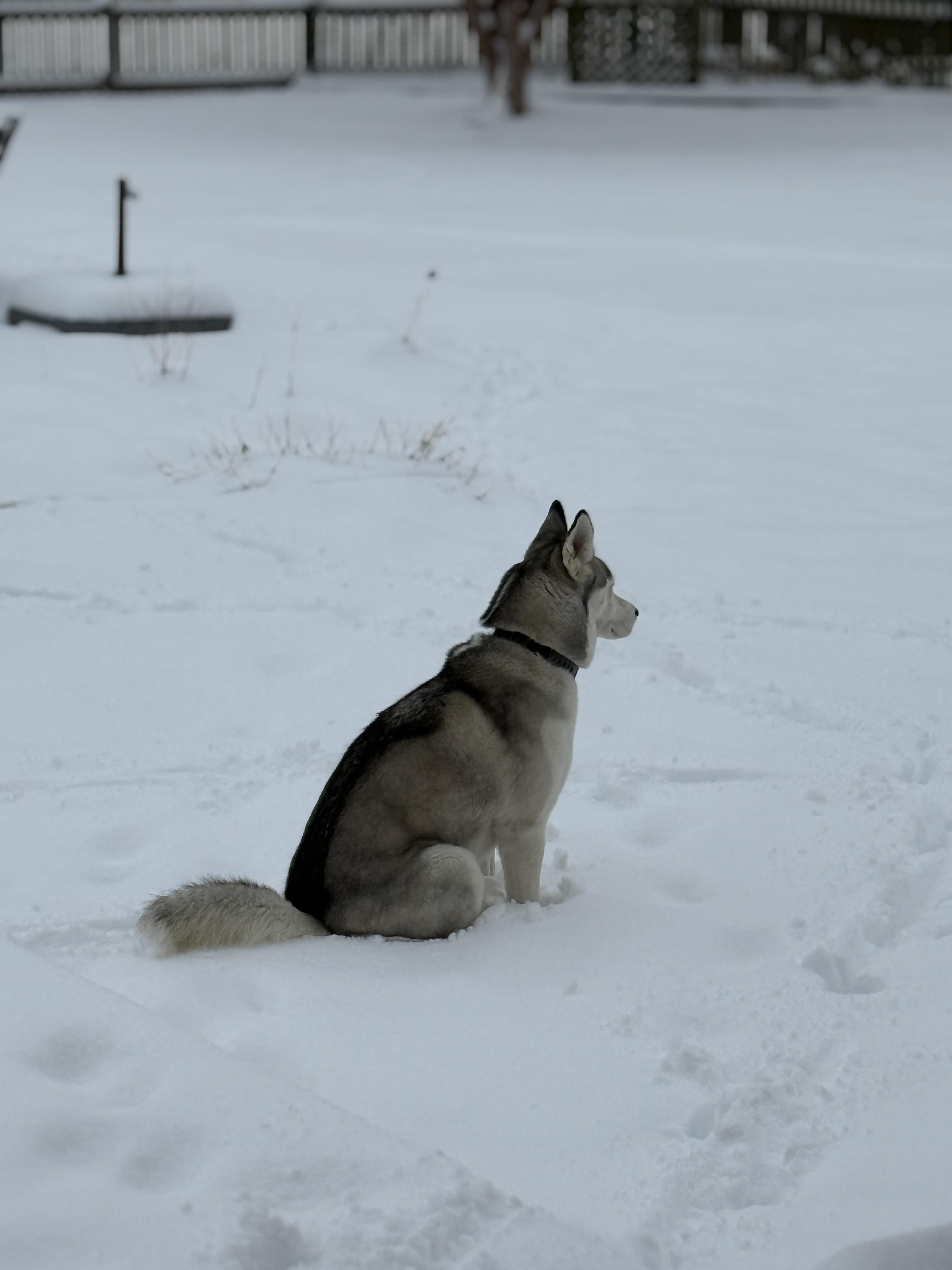 Enlarge Zimba, a Adoptable mixed breed in Queenstown, MD image 2/6