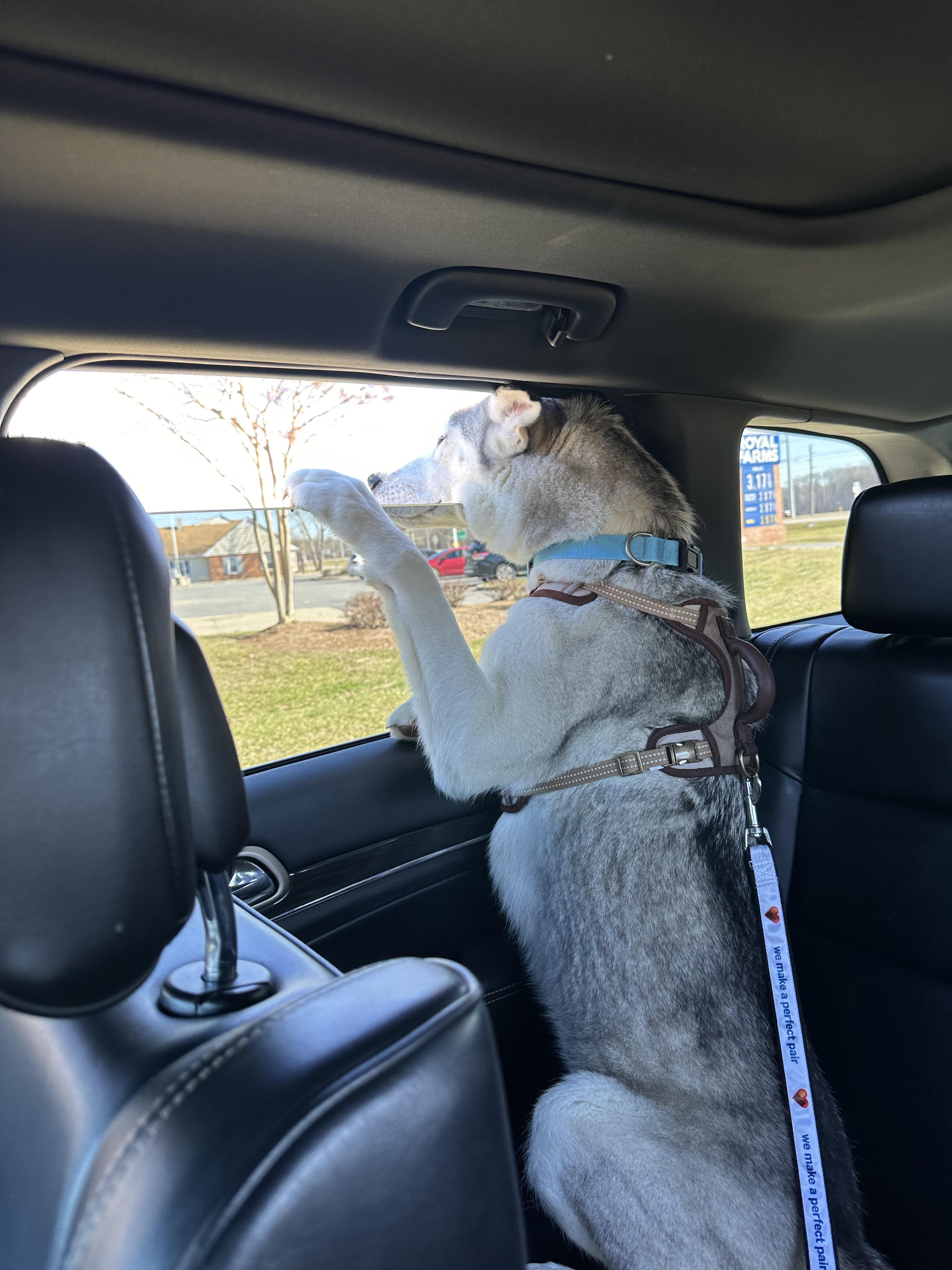 Enlarge Zimba, a Adoptable mixed breed in Queenstown, MD image 3/6