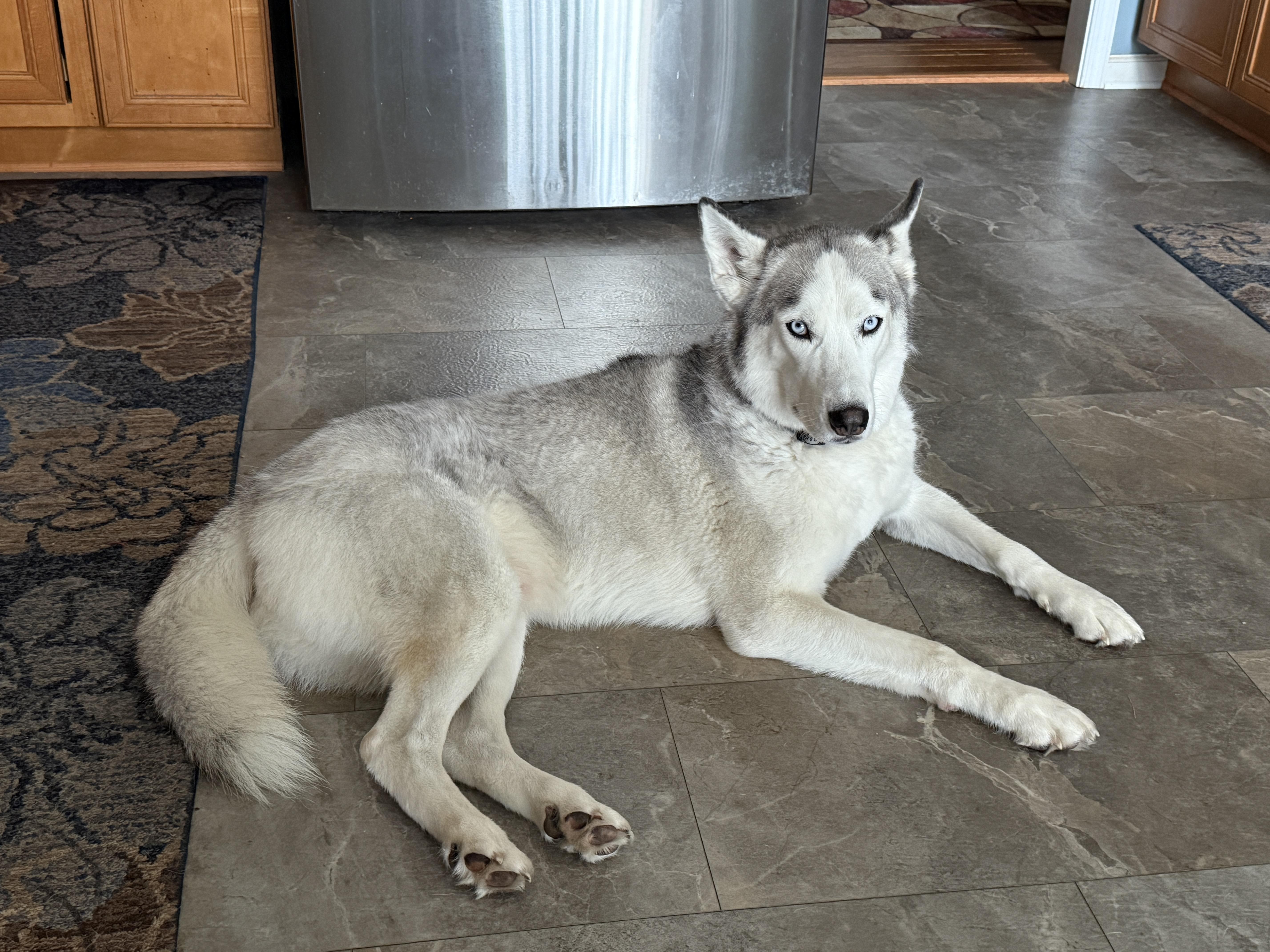 Zimba, Adoptable, Adult Male Siberian Husky.
