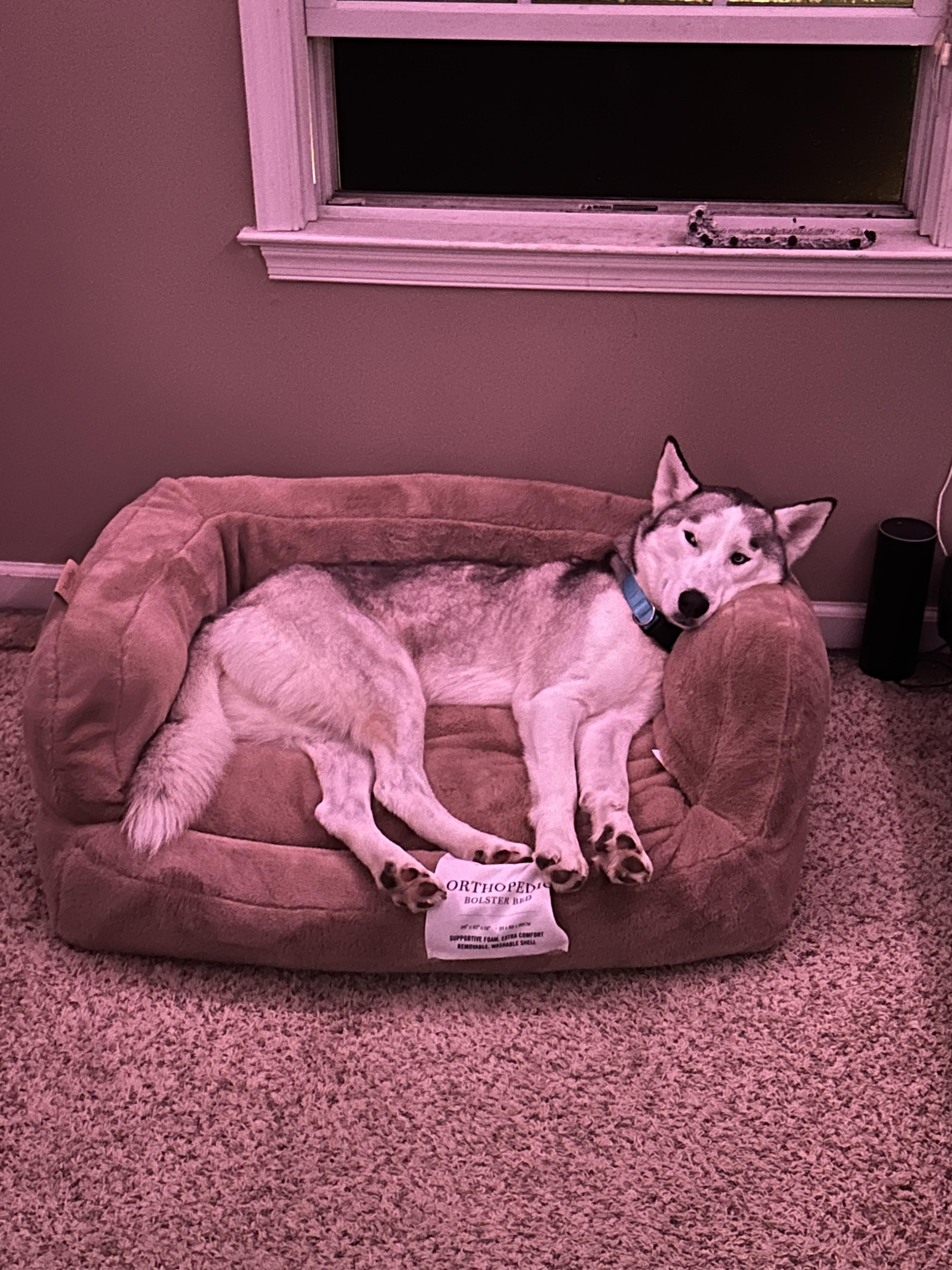 Enlarge Zimba, a Adoptable mixed breed in Queenstown, MD image 4/6